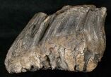 Southern Mammoth Molar - Ural Mountains #16623-2